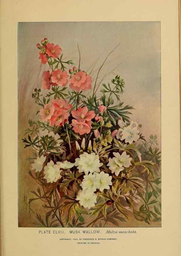 Reproducción/Reproduction 46127787124: A guide to the wild flowers.. New York,F. A. Stokes[1899]. 