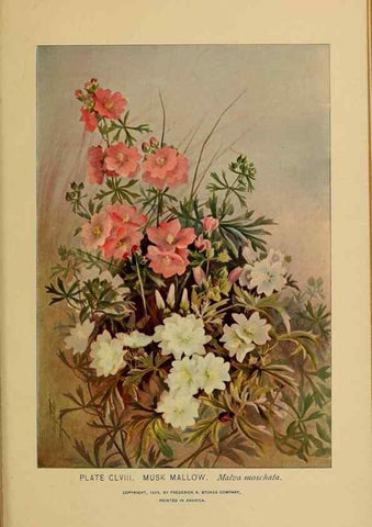 Reproducción/Reproduction 46127787124: A guide to the wild flowers.. New York,F. A. Stokes[1899]. 