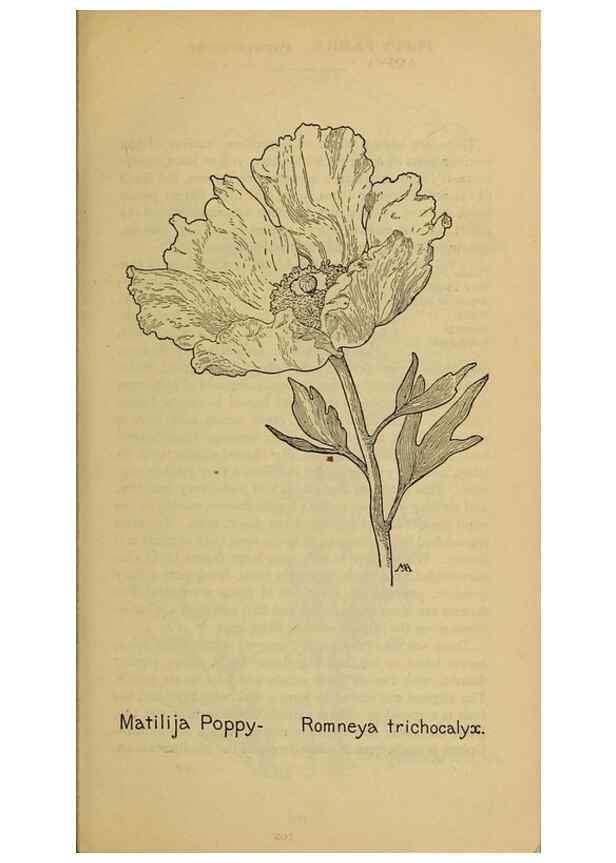 Reproducción/Reproduction 46127787764: Field book of western wild flowers /. New York :Putnam,1915.. 