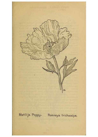 Reproducción/Reproduction 46127787764: Field book of western wild flowers /. New York :Putnam,1915.. 