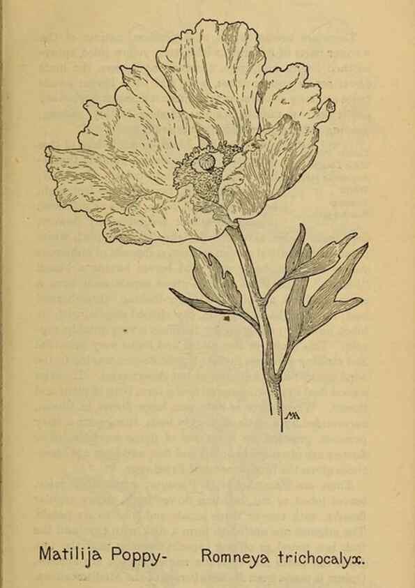 Reproducción/Reproduction 46127787764: Field book of western wild flowers /. New York :Putnam,1915.. 