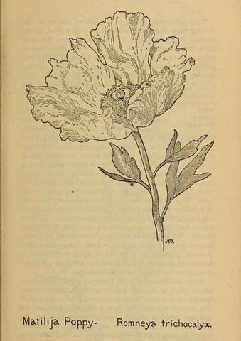 Reproducción/Reproduction 46127787764: Field book of western wild flowers /. New York :Putnam,1915.. 