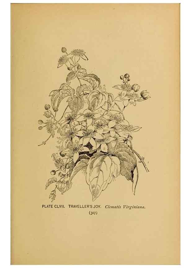 Reproducción/Reproduction 46800793582: A guide to the wild flowers.. New York,F. A. Stokes[1899]. 
