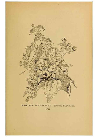 Reproducción/Reproduction 46800793582: A guide to the wild flowers.. New York,F. A. Stokes[1899]. 