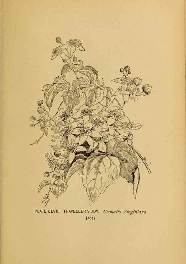 Reproducción/Reproduction 46800793582: A guide to the wild flowers.. New York,F. A. Stokes[1899]. 