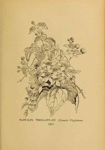 Reproducción/Reproduction 46800793582: A guide to the wild flowers.. New York,F. A. Stokes[1899]. 