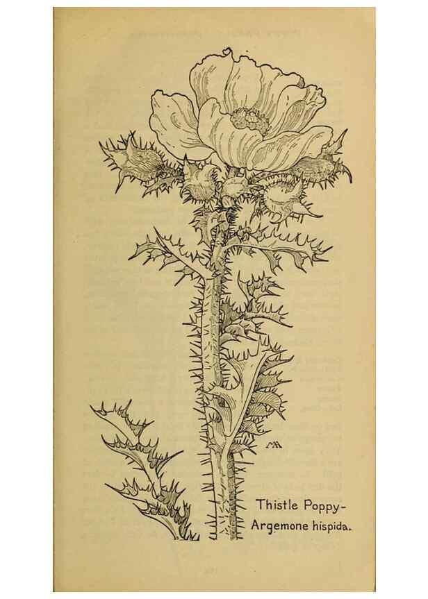 Reproducción/Reproduction 39887934053: Field book of western wild flowers /. New York :Putnam,1915.. 