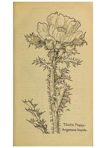Reproducción/Reproduction 39887934053: Field book of western wild flowers /. New York :Putnam,1915.. 