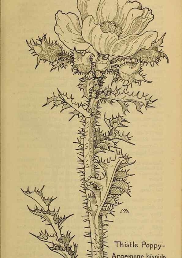 Reproducción/Reproduction 39887934053: Field book of western wild flowers /. New York :Putnam,1915.. 