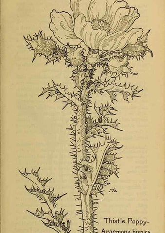 Reproducción/Reproduction 39887934053: Field book of western wild flowers /. New York :Putnam,1915.. 