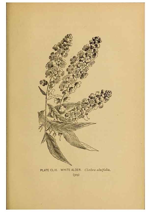 Reproducción/Reproduction 45938226015: A guide to the wild flowers.. New York,F. A. Stokes[1899]. 