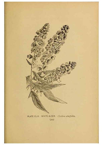 Reproducción/Reproduction 45938226015: A guide to the wild flowers.. New York,F. A. Stokes[1899]. 