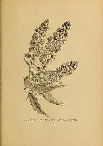 Reproducción/Reproduction 45938226015: A guide to the wild flowers.. New York,F. A. Stokes[1899]. 