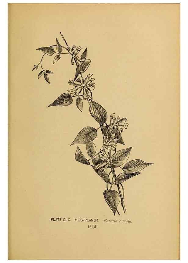 Reproducción/Reproduction 45938226575: A guide to the wild flowers.. New York,F. A. Stokes[1899]. 