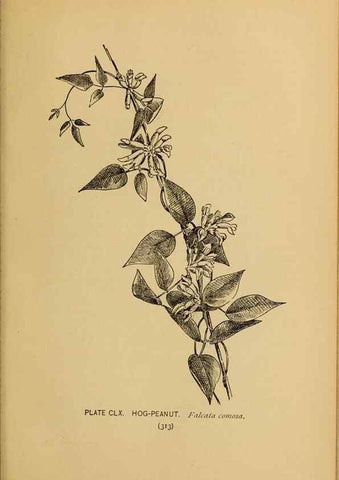 Reproducción/Reproduction 45938226575: A guide to the wild flowers.. New York,F. A. Stokes[1899]. 