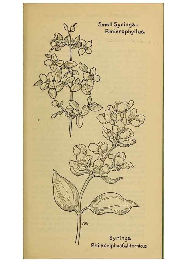 Reproducción/Reproduction 46852890231: Field book of western wild flowers /. New York :Putnam,1915.. 