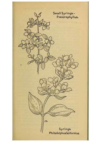 Reproducción/Reproduction 46852890231: Field book of western wild flowers /. New York :Putnam,1915.. 