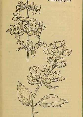 Reproducción/Reproduction 46852890231: Field book of western wild flowers /. New York :Putnam,1915.. 
