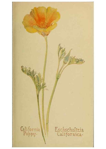 Reproducción/Reproduction 46127789724: Field book of western wild flowers /. New York :Putnam,1915.. 