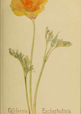 Reproducción/Reproduction 46127789724: Field book of western wild flowers /. New York :Putnam,1915.. 
