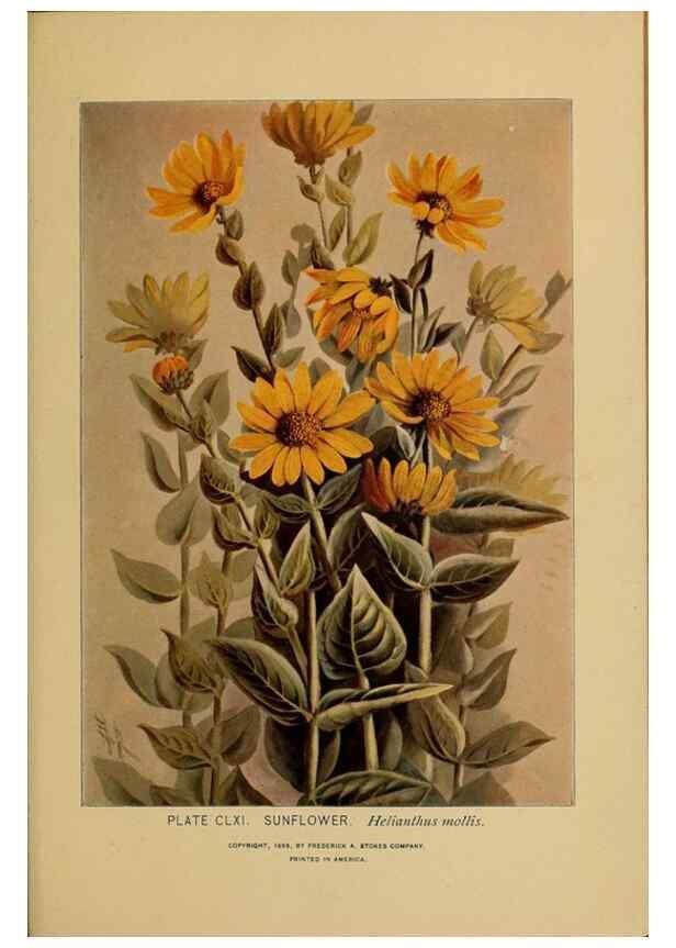 Reproducción/Reproduction 45938227425: A guide to the wild flowers.. New York,F. A. Stokes[1899]. 