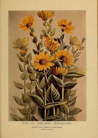 Reproducción/Reproduction 45938227425: A guide to the wild flowers.. New York,F. A. Stokes[1899]. 