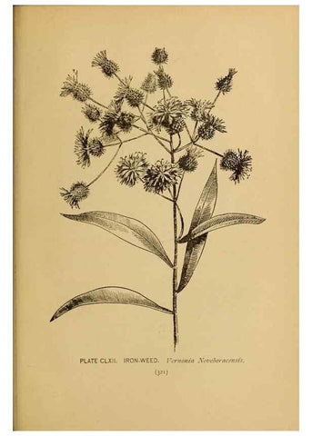 Reproducción/Reproduction 45938227895: A guide to the wild flowers.. New York,F. A. Stokes[1899]. 