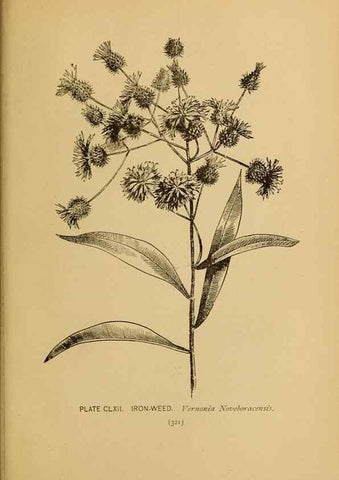 Reproducción/Reproduction 45938227895: A guide to the wild flowers.. New York,F. A. Stokes[1899]. 