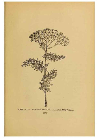 Reproducción/Reproduction 31911551027: A guide to the wild flowers.. New York,F. A. Stokes[1899]. 