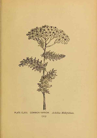 Reproducción/Reproduction 31911551027: A guide to the wild flowers.. New York,F. A. Stokes[1899]. 
