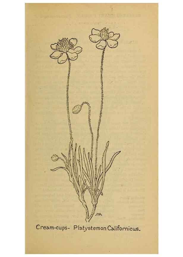 Reproducción/Reproduction 39887936343: Field book of western wild flowers /. New York :Putnam,1915.. 