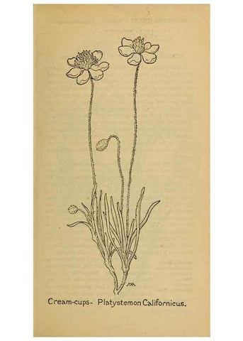 Reproducción/Reproduction 39887936343: Field book of western wild flowers /. New York :Putnam,1915.. 