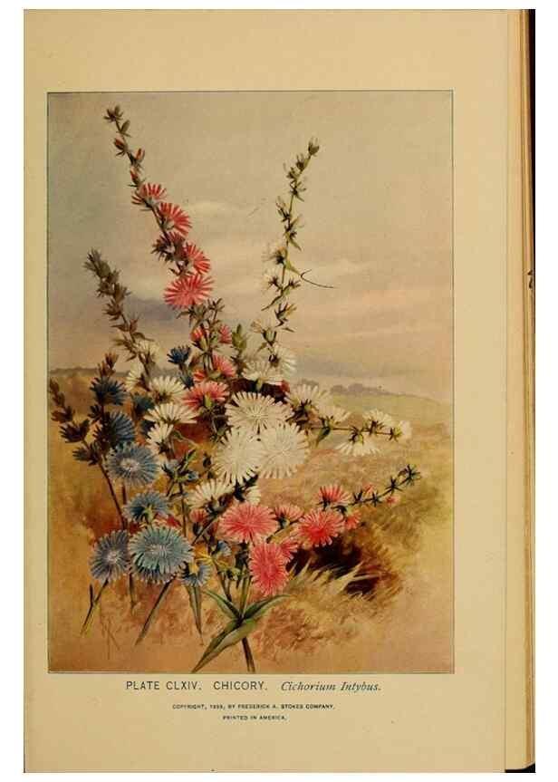 Reproducción/Reproduction 45938228415: A guide to the wild flowers.. New York,F. A. Stokes[1899]. 