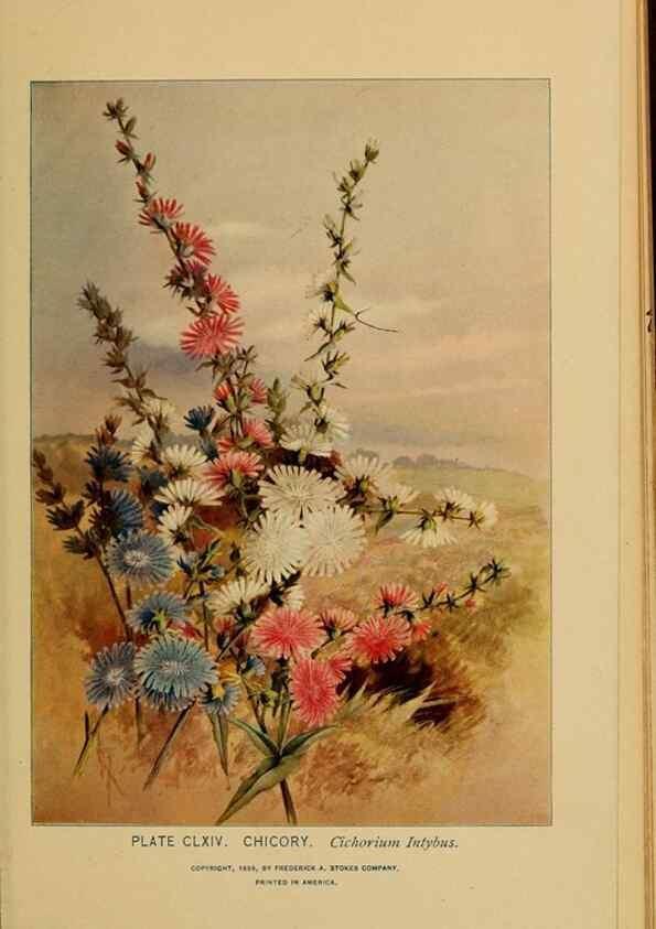 Reproducción/Reproduction 45938228415: A guide to the wild flowers.. New York,F. A. Stokes[1899]. 