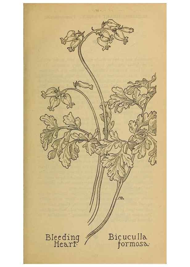 Reproducción/Reproduction 31911552117: Field book of western wild flowers /. New York :Putnam,1915.. 