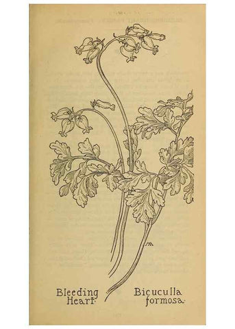 Reproducción/Reproduction 31911552117: Field book of western wild flowers /. New York :Putnam,1915.. 