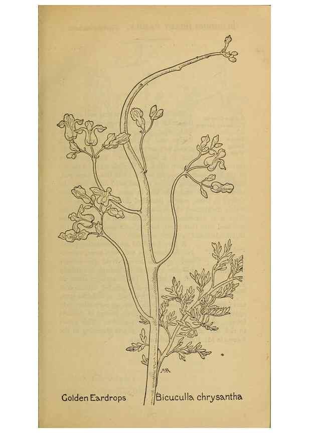 Reproducción/Reproduction 31911552907: Field book of western wild flowers /. New York :Putnam,1915.. 