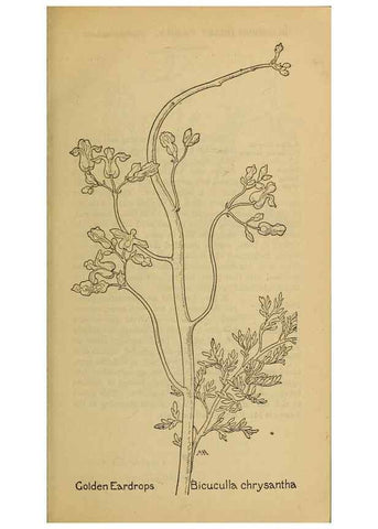 Reproducción/Reproduction 31911552907: Field book of western wild flowers /. New York :Putnam,1915.. 
