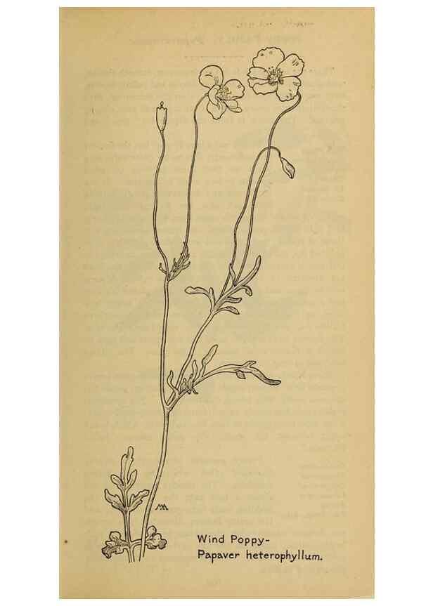 Reproducción/Reproduction 45938227345: Field book of western wild flowers /. New York :Putnam,1915.. 