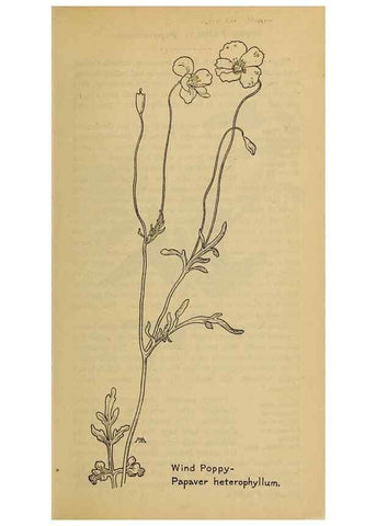 Reproducción/Reproduction 45938227345: Field book of western wild flowers /. New York :Putnam,1915.. 