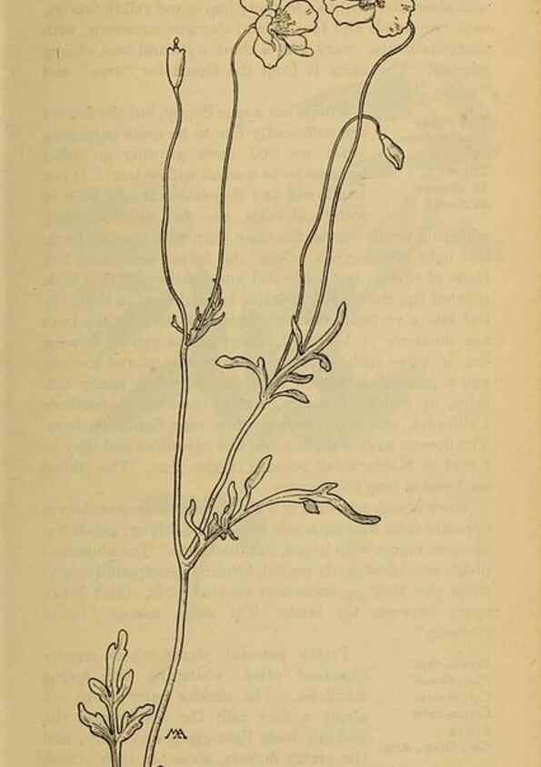 Reproducción/Reproduction 45938227345: Field book of western wild flowers /. New York :Putnam,1915.. 