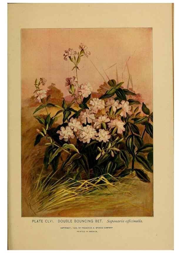 Reproducción/Reproduction 46800792222: A guide to the wild flowers.. New York,F. A. Stokes[1899]. 