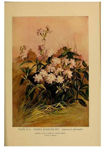 Reproducción/Reproduction 46800792222: A guide to the wild flowers.. New York,F. A. Stokes[1899]. 