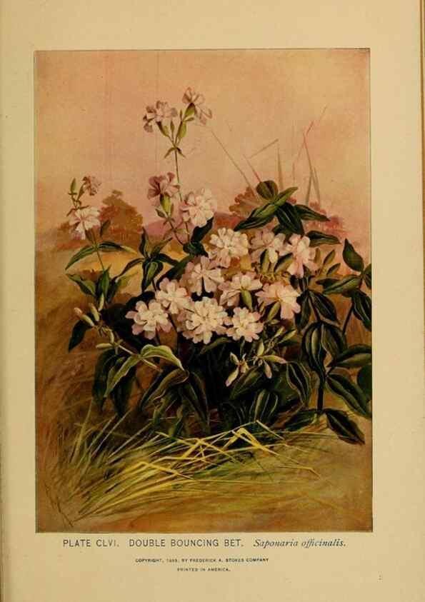 Reproducción/Reproduction 46800792222: A guide to the wild flowers.. New York,F. A. Stokes[1899]. 