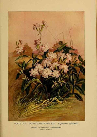 Reproducción/Reproduction 46800792222: A guide to the wild flowers.. New York,F. A. Stokes[1899]. 