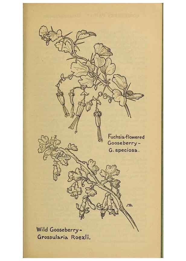 Reproducción/Reproduction 31911588897: Field book of western wild flowers /. New York :Putnam,1915.. 