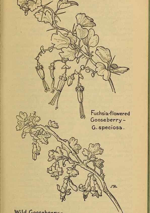 Reproducción/Reproduction 31911588897: Field book of western wild flowers /. New York :Putnam,1915.. 
