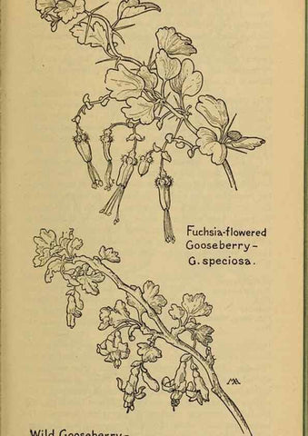 Reproducción/Reproduction 31911588897: Field book of western wild flowers /. New York :Putnam,1915.. 