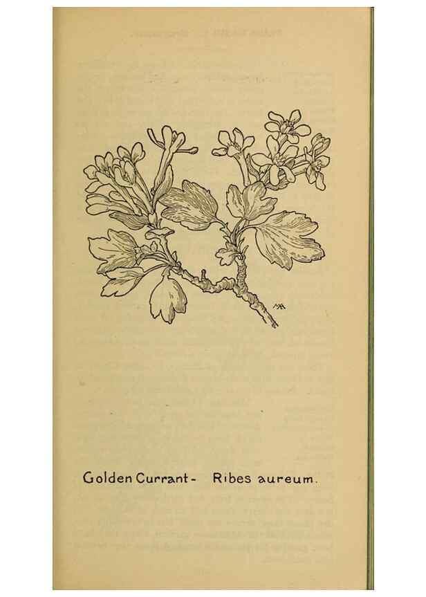 Reproducción/Reproduction 32977483938: Field book of western wild flowers /. New York :Putnam,1915.. 
