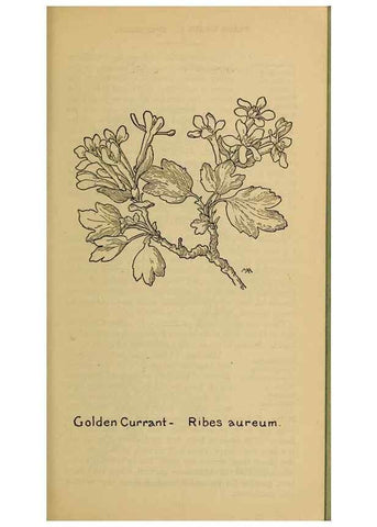 Reproducción/Reproduction 32977483938: Field book of western wild flowers /. New York :Putnam,1915.. 
